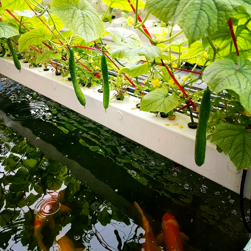 天津市气雾培鱼菜共生 - 一站式服务